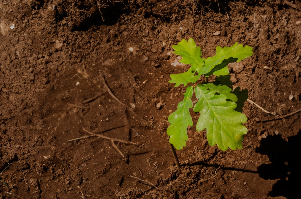 Vamos plantar uma árvore